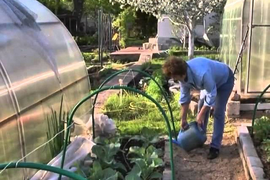 Дачные советы 10.05.2012