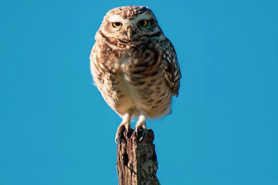 Парикмахер спас сову от ворон и сорок 