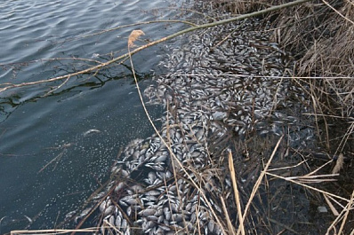 Озвучена предварительная причина массовой гибели рыбы в озере в Волгаре
