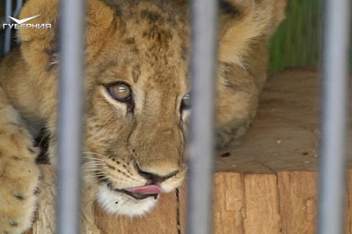 В Самарском зоопарке отметили День льва