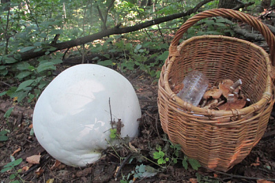 В Самарской области нашли аномальный гриб