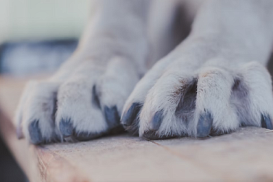 Охотник и нянька: кинолог Уражевский раскрыл особенности породы собак, подаренных Путину