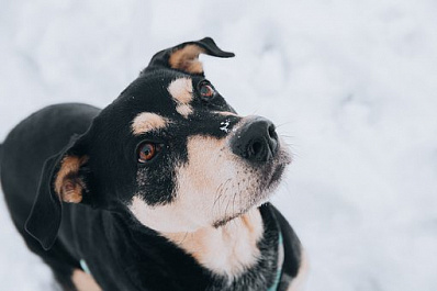 Едва не заклевали вороны: в Новосибирске семья приютила спасенную собаку 