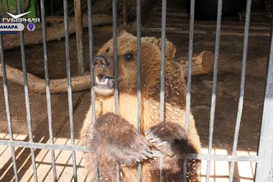 Многодетные семьи Самарской области могут бесплатно посмотреть на редких зверей