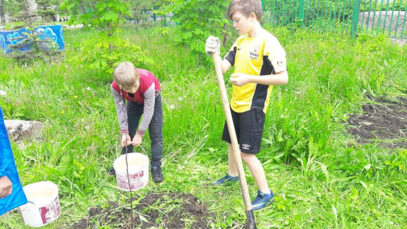 В Самаре будет больше деревьев