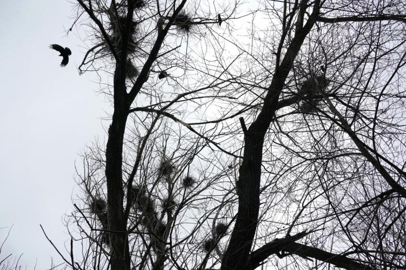 В России воплощают проект по восстановлению численности краснокнижных соколов