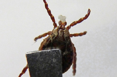 Зелёные зоны Самары еще раз обработают против клещей