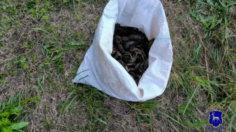 В Самарской области оштрафовали браконьера, который выловил 1551 рака