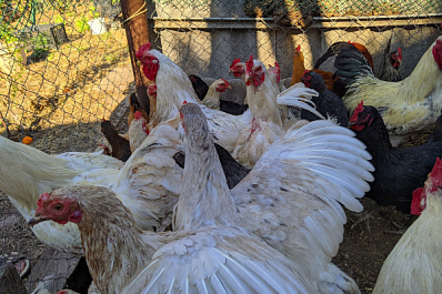 Заработают на птичках: как социальный контракт помогает многодетной семье