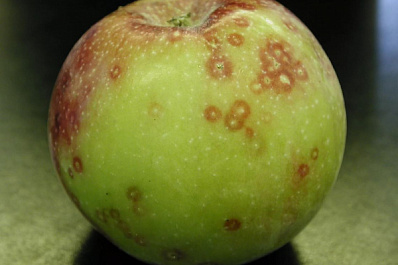 Гражданин из Таджикистана хотел провезти в Самарскую область яблоки с вредителями