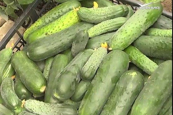 Собираем урожай и оцениваем лучшие сорта. Дачные советы от 06.09.2018