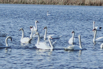 В Самарской области на озере поселились десятки краснокнижных лебедей