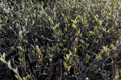 Ботанический сад Самарского университета начнет принимать гостей с 22 апреля