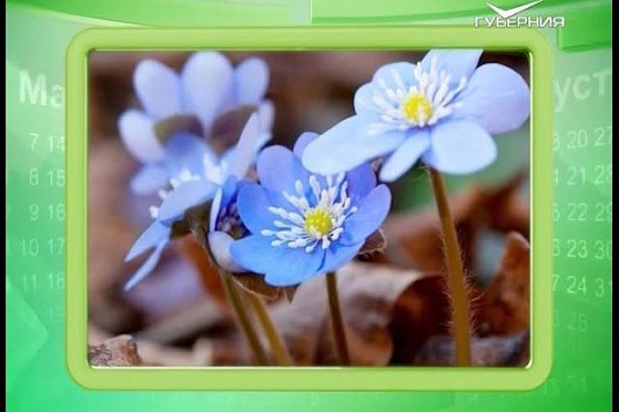 Календарь губернии 04.04.2016