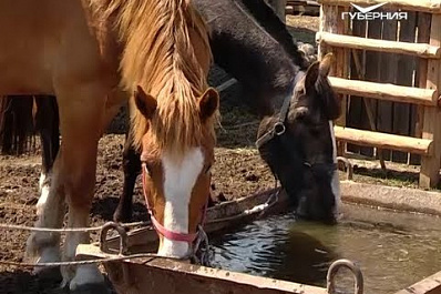 В Красноярском районе в историческом здании планируют возродить конюшню