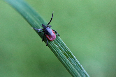 В Самарской области от укусов клещей пострадали 3637 человека