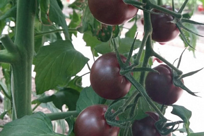 Один из ведущих производителей семян в России представил новинки серии коричневых томатов