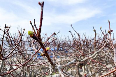 В Самарской области потепление придет на масленичной неделе