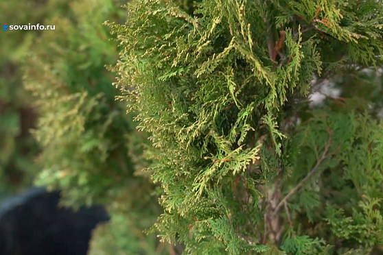 Обрабатываем хвойные растения от болезней. Дачные сезоны