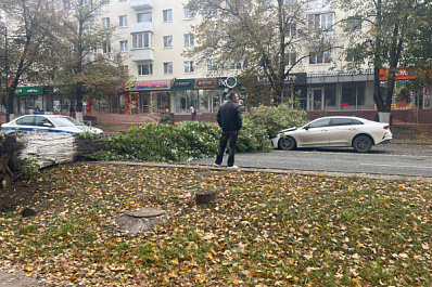 В Самаре сильный ветер снес дерево на Молодогвардейской