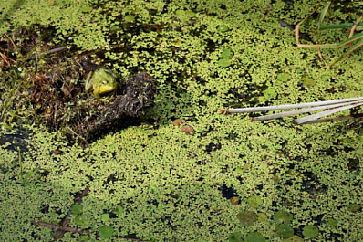 Народные приметы на 23 июля 2025 года: что нельзя делать в этот день