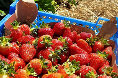 Земляника вместо аспирина: как выбрать хорошую ягоду