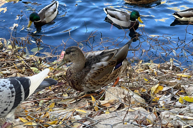 Специалисты призвали не кормить уток