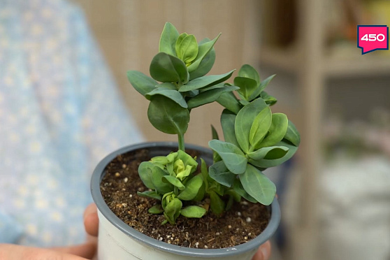 Составляем грунт для цветов. Дачные сезоны