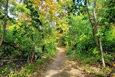 В Кинельском районе незаконного рубщика деревьев поймали с поличным