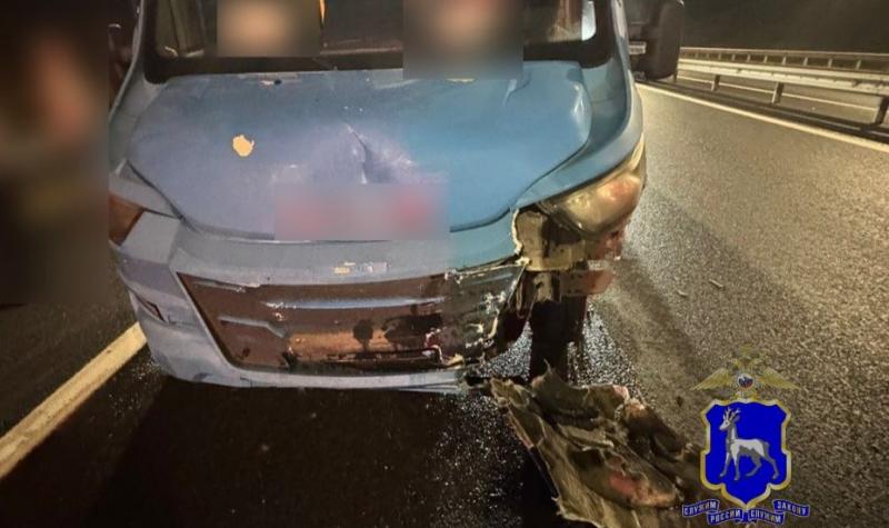 Автобус насмерть сбил лося на трассе "Обход Тольятти" 26 октября