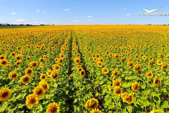Губерния на высоте. Поле подсолнухов в Самарской области с высоты птичьего полета