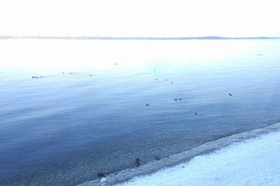 Самарцы на Волге заметили уток 