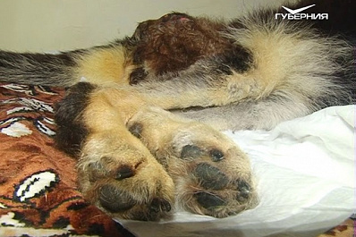 В Кинеле спасают собаку-поводыря, которую жестоко избили и выбросили на помойку