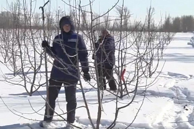 Самарские садоводы оценивают то, как перенесли холода плодово-ягодные культуры