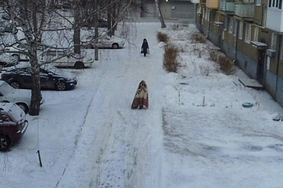 В Самаре горожане заметили гигантскую моль