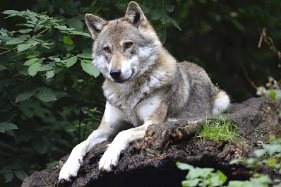 Без волков, львов и тарантулов: в России запретили держать дома экзотических животных