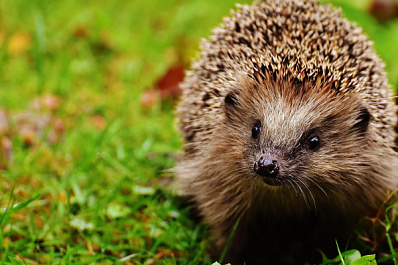 Колючий шок: в Сызрани ежи отняли мясо у собаки
