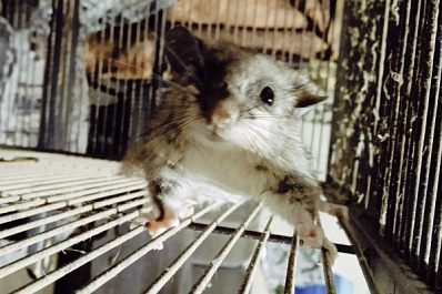 В Самарской области волонтеры спасли редкое животное