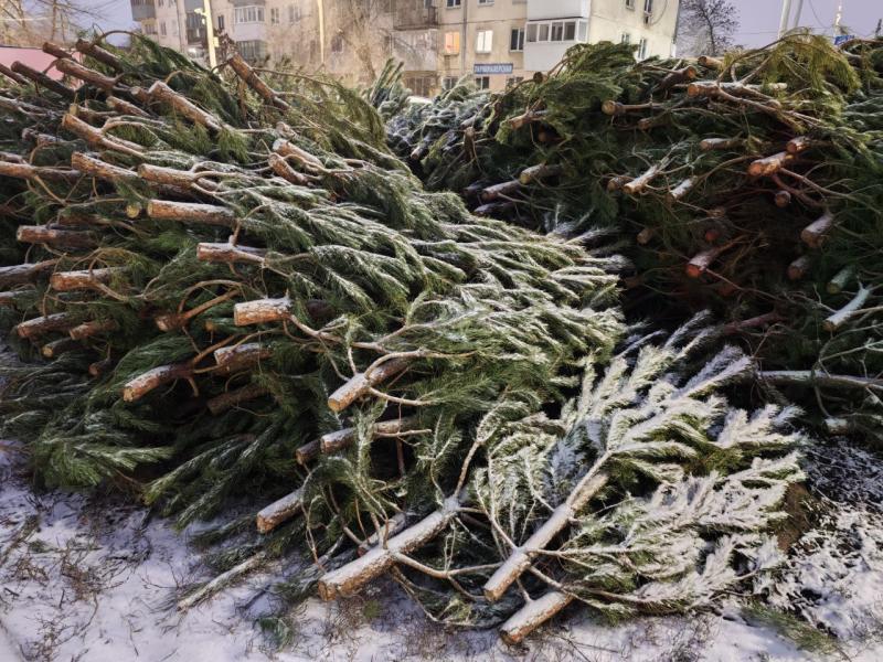 В Самару к Новому году начали завозить елки на продажу