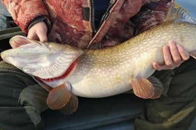 В Сызрани рыбаку удалось выловить крупную хищницу