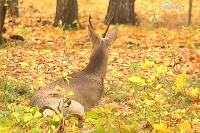 В Загородном парке Самары спасали косулю