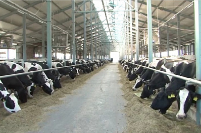 В Самарской области удои молока выросли за 5 месяцев 2021 года на 1,5 тысячи тонн