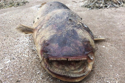 В Самарской области нашли речного монстра