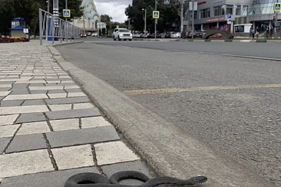 Самарцы в городе заметили огромную змею 