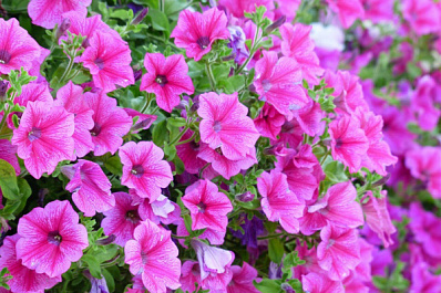 Территорию у Сызранского кремля озеленили