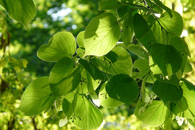 Тольяттинский дендропарк обновляют