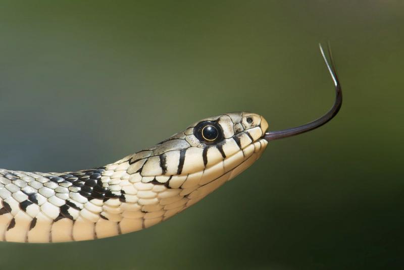 Змеи покусали четырех человек в Нижегородской области