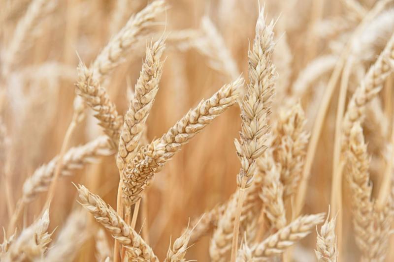 В Сибири урожаю пшеницы угрожает вредная черепашка