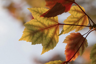 Врач-гастроэнтеролог рассказала, как сохранить здоровье печени осенью