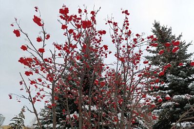 В Самарской области 28 декабря будет по-зимнему тепло 
